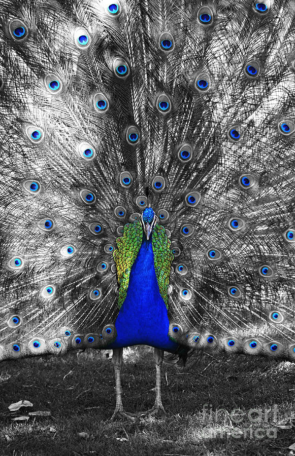 Peacock Plumage Body and Eyes Color Splash Black and White Selective Color Digital Art Photograph by Shawn OBrien