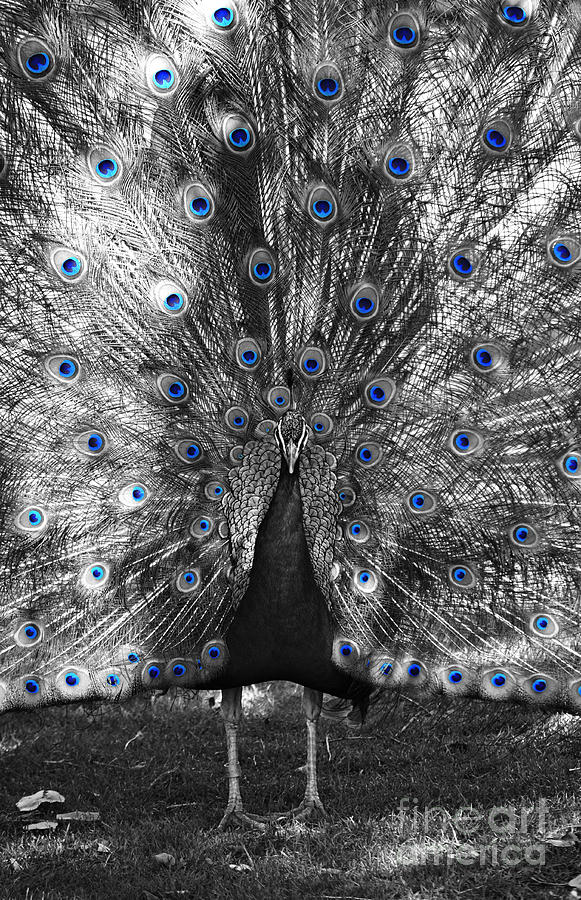 Peacock Plumage Color Splash Black and White Selective Color Digital Art Photograph by Shawn OBrien