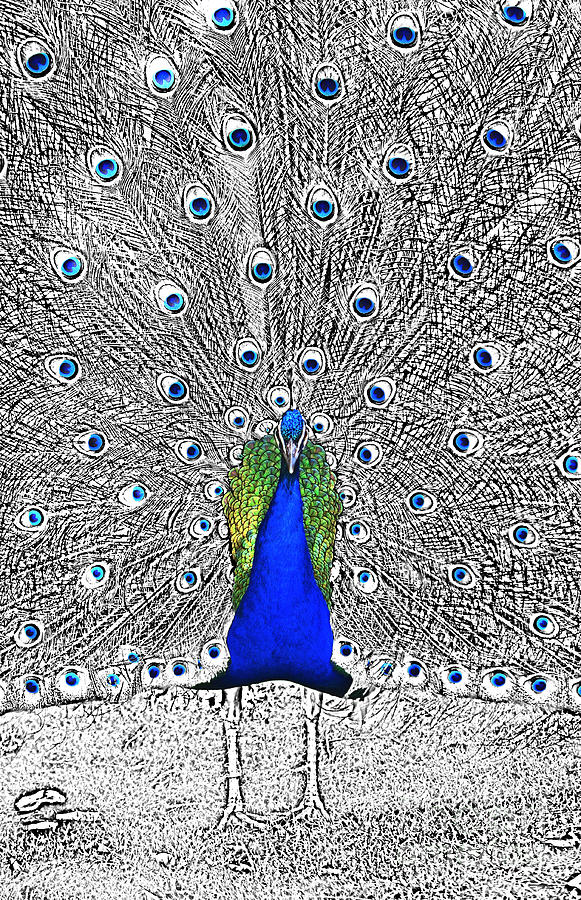 Peacock Plumage Color Splash Selective Color Digital Art Digital Art by Shawn OBrien