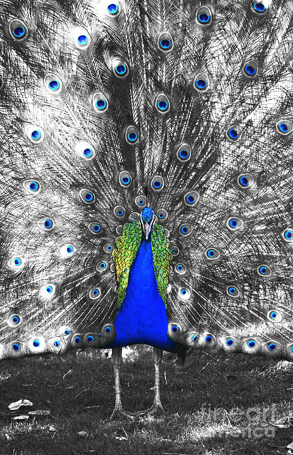 Peacock Plumage Color Splash Selective Color Film Grain Digital Art Photograph by Shawn OBrien