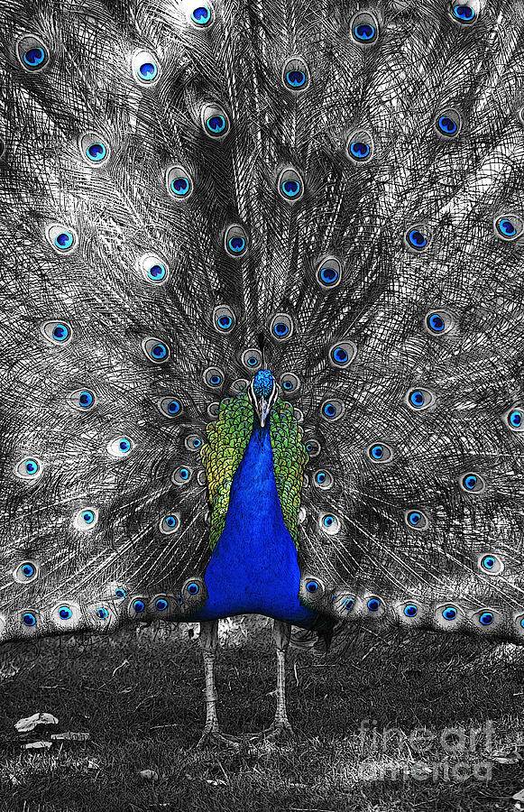 Peacock Plumage Color Splash Selective Color Poster Edges Digital Art Photograph by Shawn OBrien