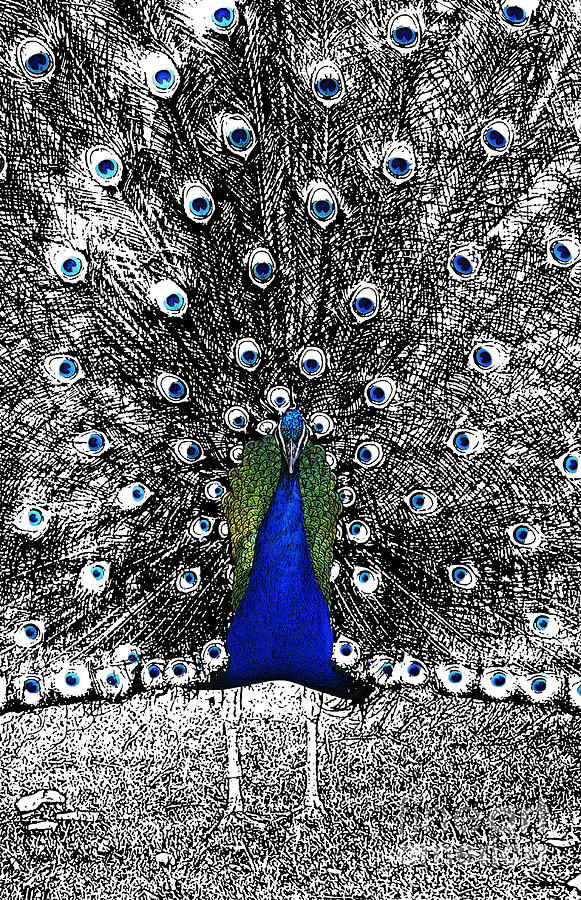Peacock Plumage Color Splash Selective Color Stamp Digital Art Digital Art by Shawn OBrien