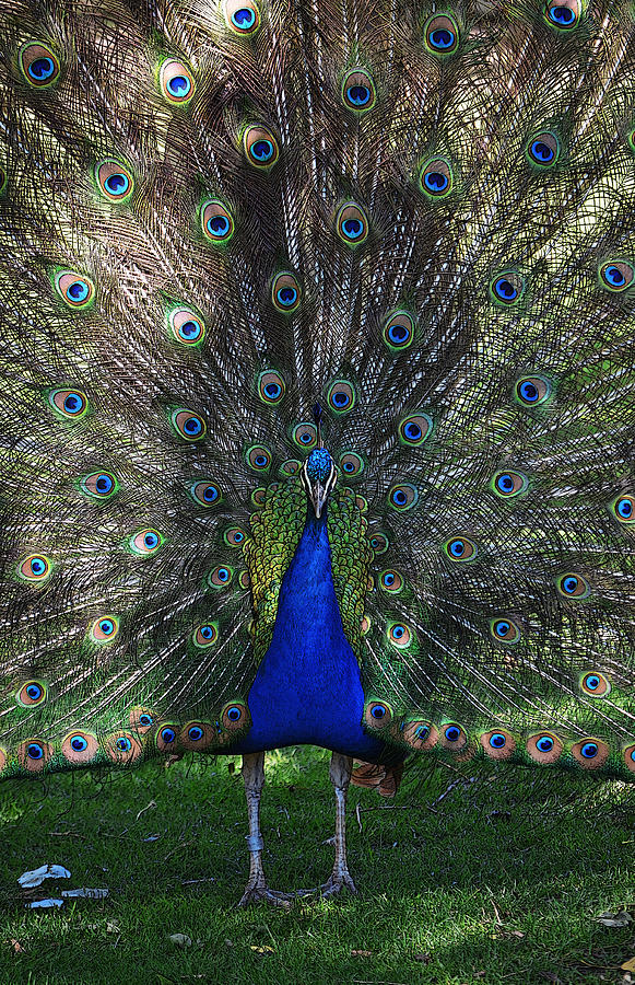 Peacock Plumage Poster Edges Digital Art Photograph by Shawn OBrien