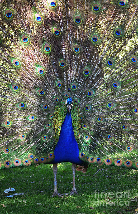 Peacock Photograph - Peacock Plumage by Shawn OBrien