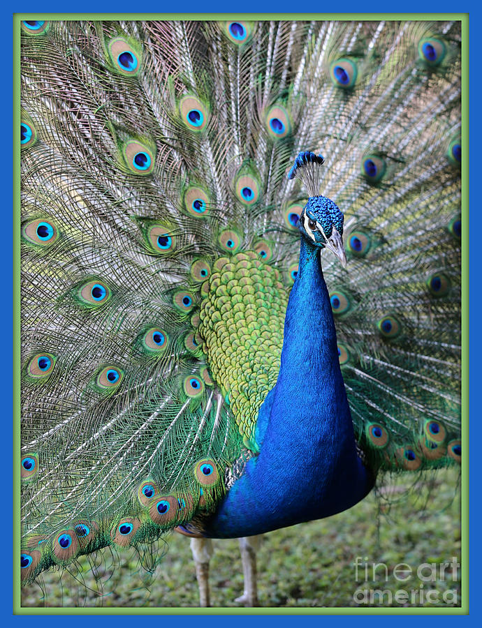 Peacock Plumage with Border Photograph by Carol Groenen
