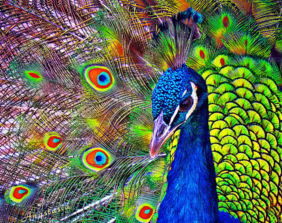 Peacock Portrait Digital Art by Anastasia Savage Ealy