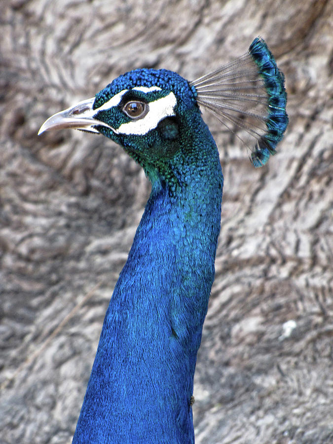 Peacock Portrait Photograph by Helaine Cummins