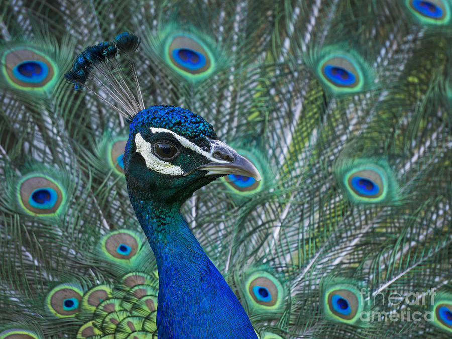 Peacock portrait Photograph by Inge Riis McDonald