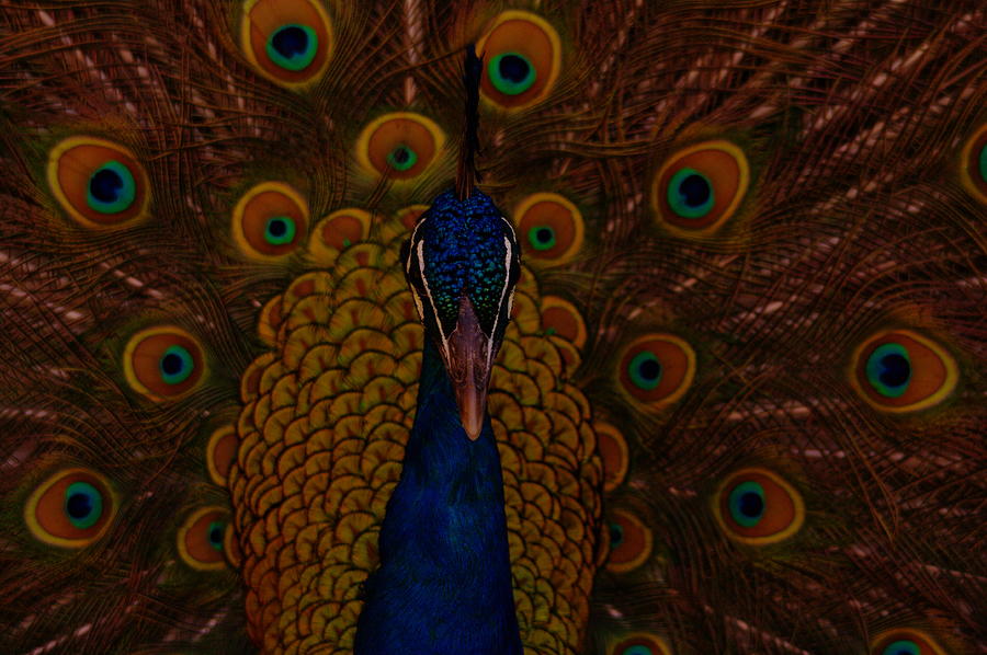 Feather Photograph - Peacock portrait by Jeff Swan