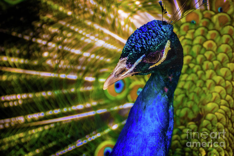 Peacock Portrait  Photograph by Jennifer Craft