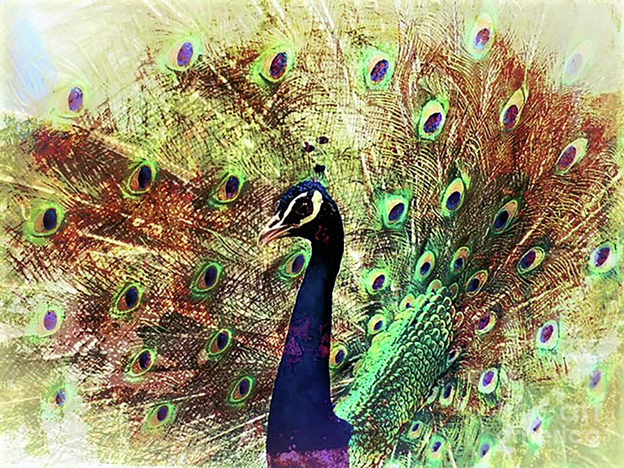 Peacock Portrait  Digital Art by Kathy Kelly
