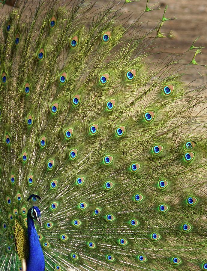 Peacock Portrait Photograph by Lora Louise