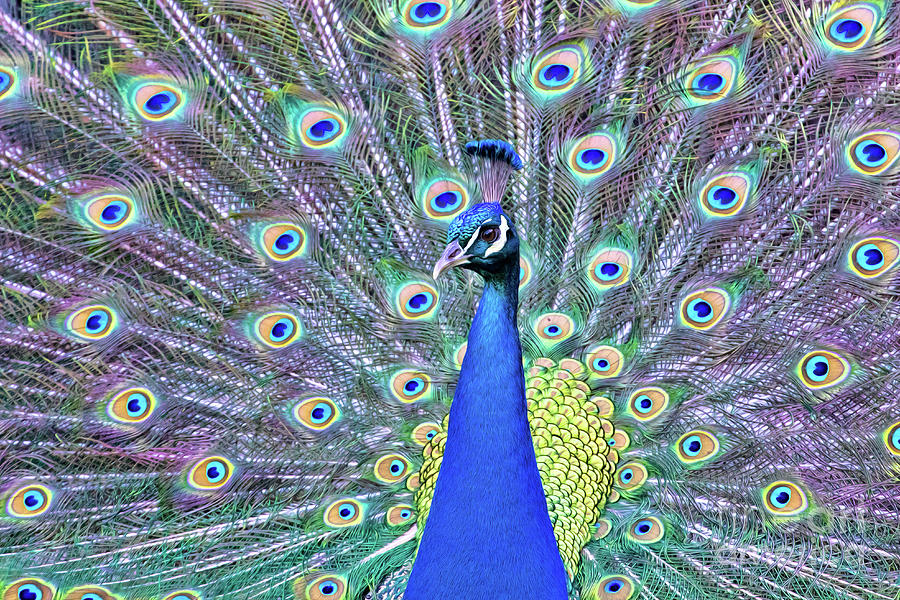 Peacock Portrait Photograph by Mimi Ditchie