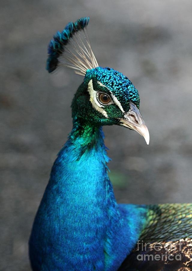 Peacock Portrait Photograph by Sabrina L Ryan