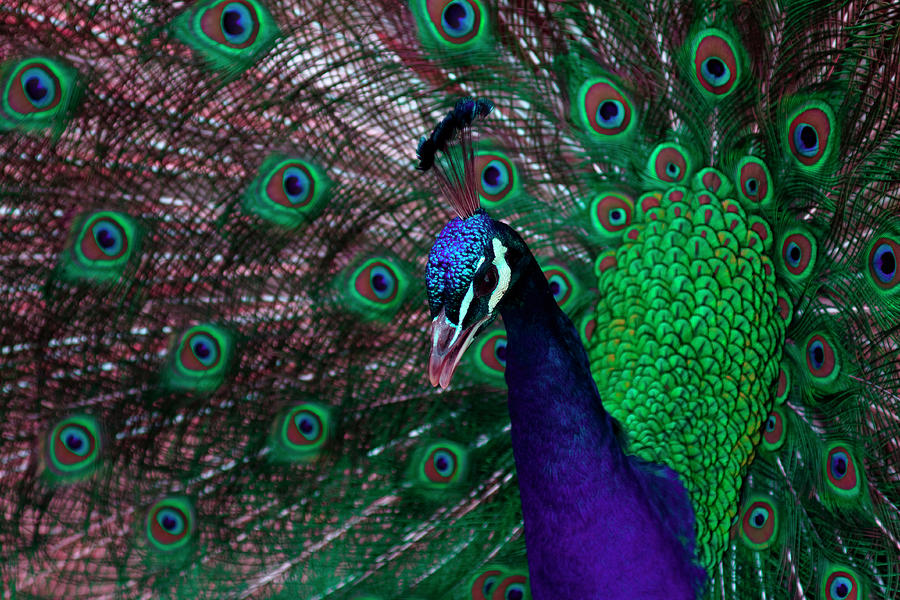 Peacock Portrait Photograph by Sally Weigand