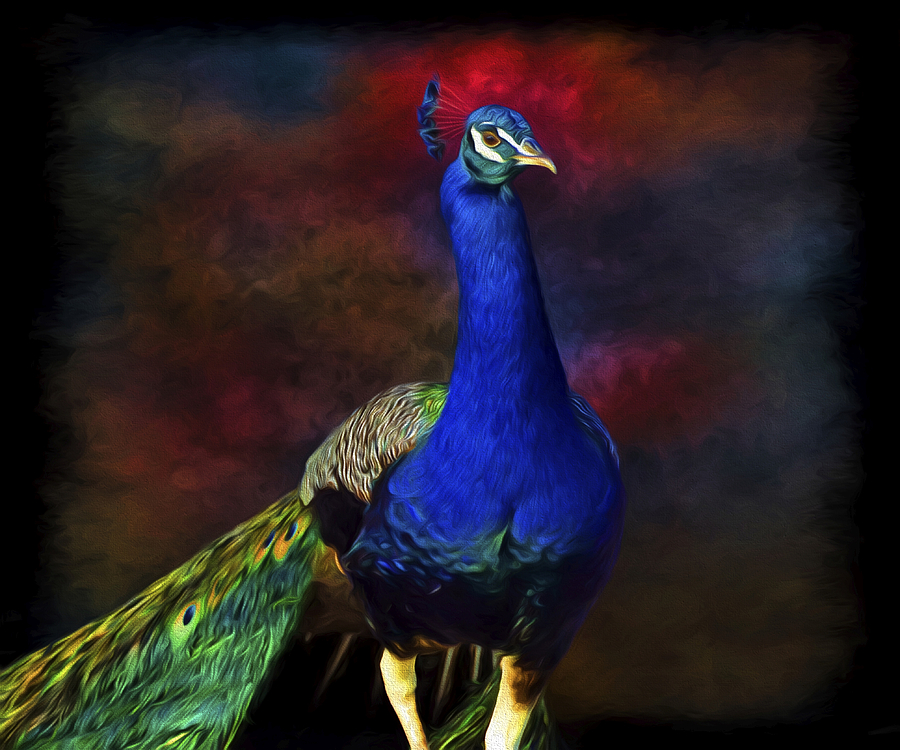 Peacock Portrait Photograph by Steven Michael
