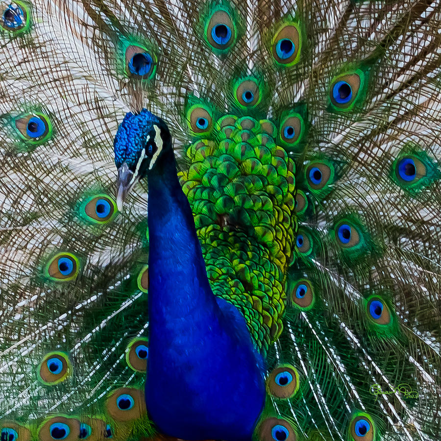 Peacock Portrait Photograph by Susan Molnar
