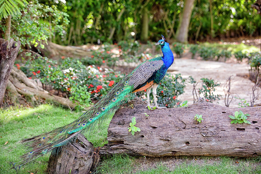 Peacock Pose Photograph by Eunice Gibb