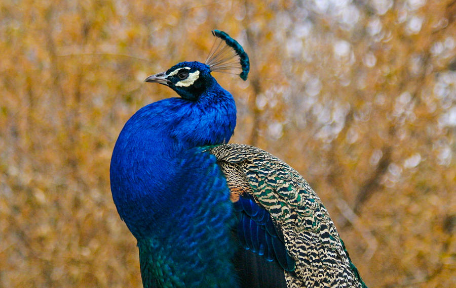 Peacock Pose Photograph by Mindy Musick King