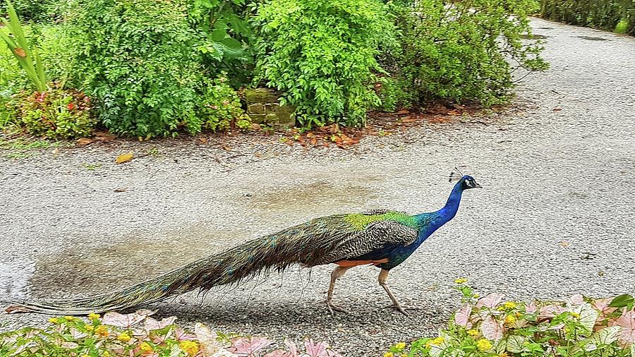 Peacock Pose Photograph