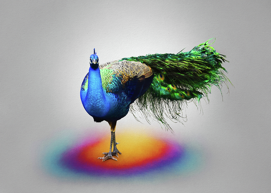 Peacock Pose Photograph by Steven Michael