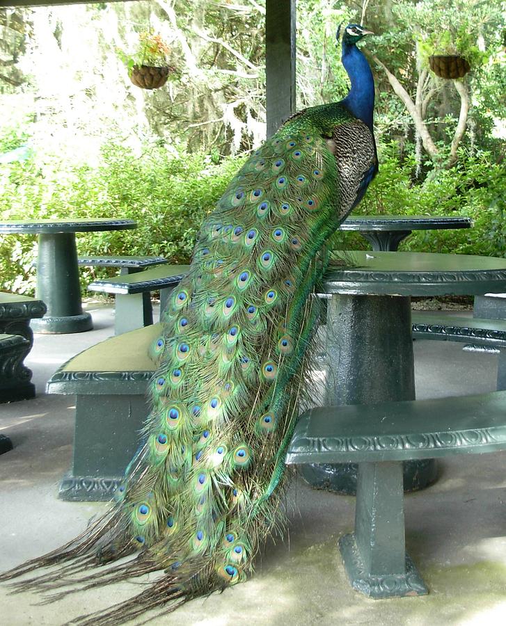 Peacock Posing at Peacock Cafe Photograph by Jeanne Juhos