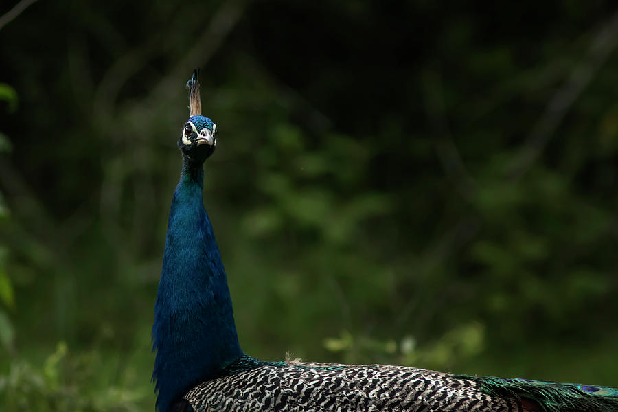 Peacock Potrait Photograph by Ramabhadran Thirupattur