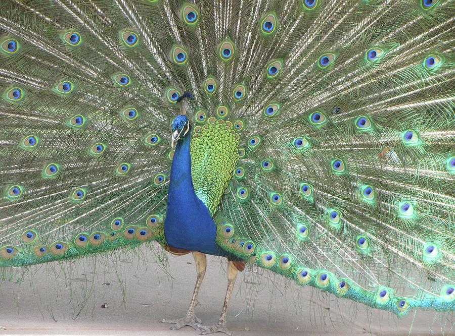 Peacock Pride Photograph by Donna O'Donnell Figurski - Pixels