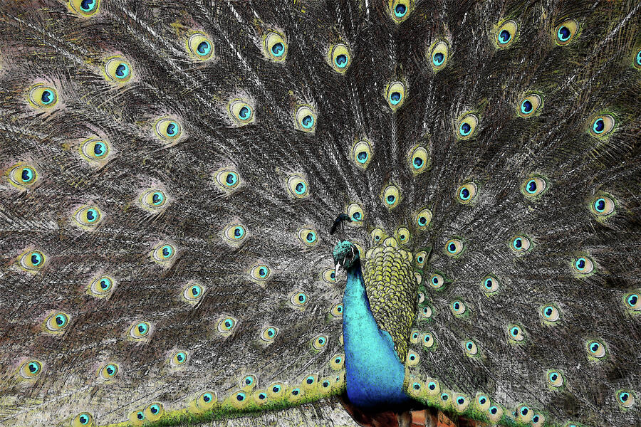 Peacock Pride Photograph by Randy J Heath