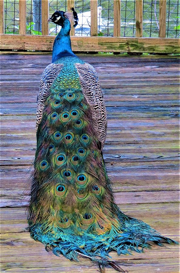 Peacock Pride Photograph by Vijay Sharon Govender