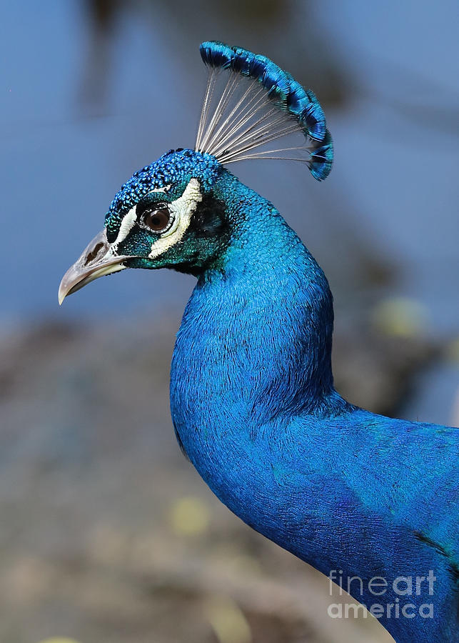 Peacock Profile 2 Photograph by Carol Groenen