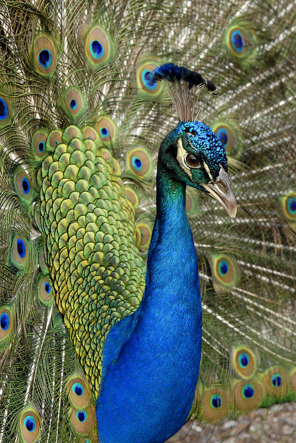 Peacock Profile 2 Photograph by Storm Smith - Fine Art America