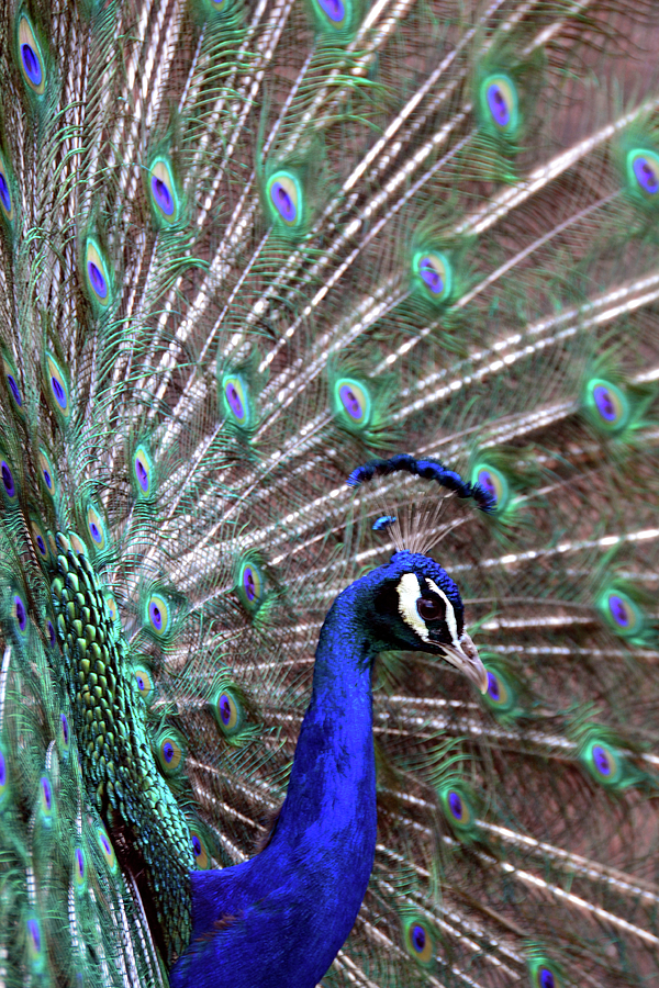 Peacock Photograph - Peacock Profile by Angelina Tamez
