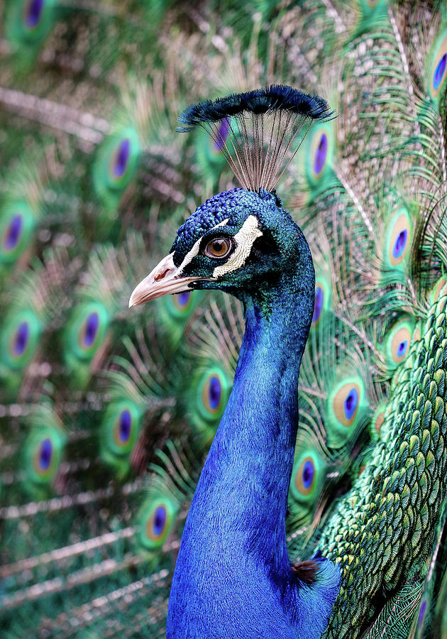 Peacock Profile Photograph by Athena Mckinzie