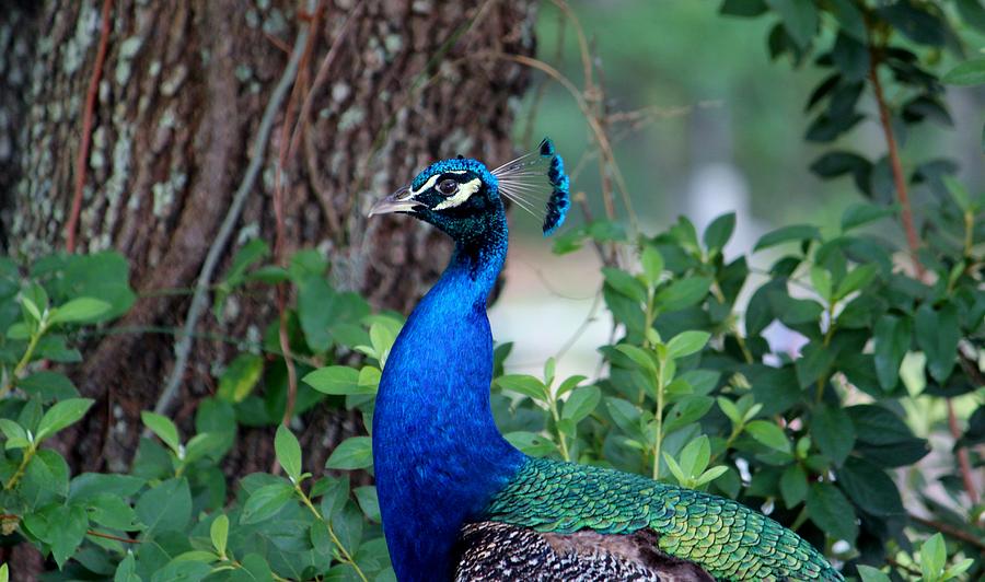 Peacock Profile Photograph by Cynthia Guinn