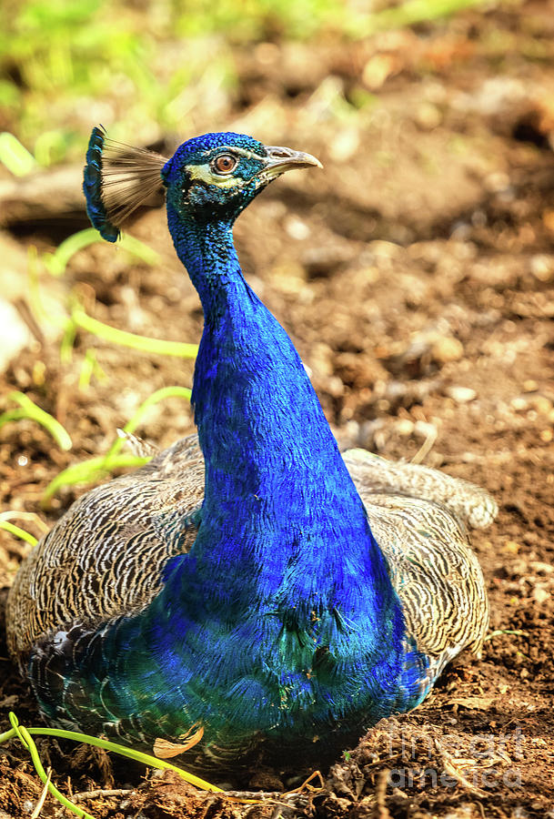 Peacock Profile Photograph by Robert Bales