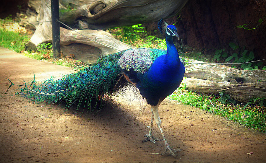 Peacock Proud Photograph by Lori Seaman