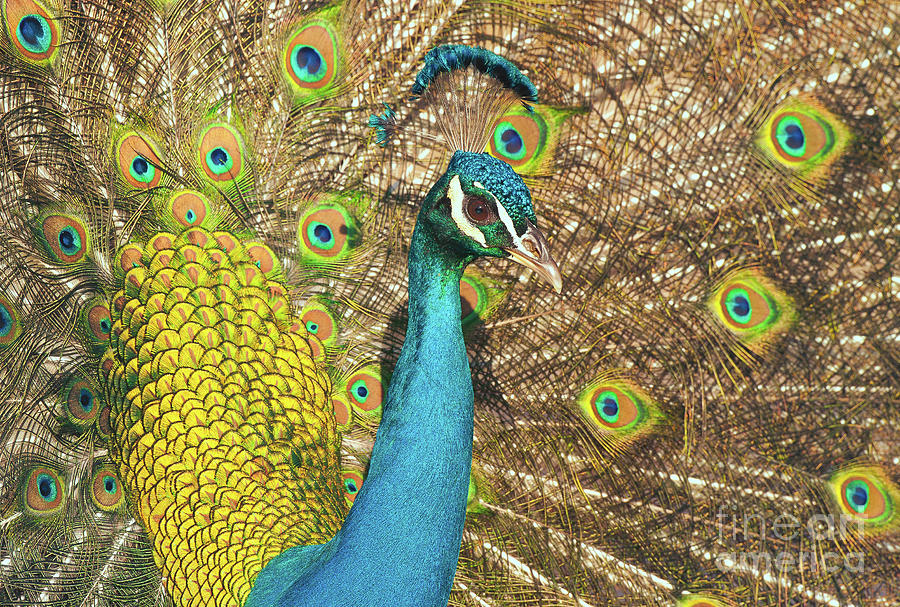 Peacock Photograph by Ram Vasudev