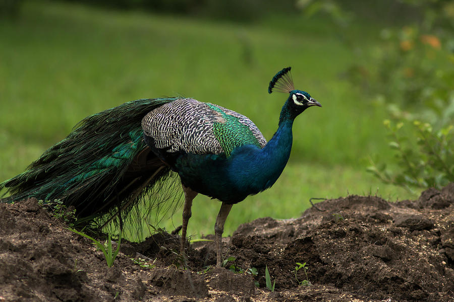 Peacock  Photograph by Ramabhadran Thirupattur