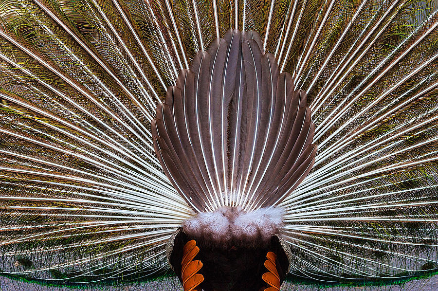 Peacock Rear View Photograph by Harry Spitz