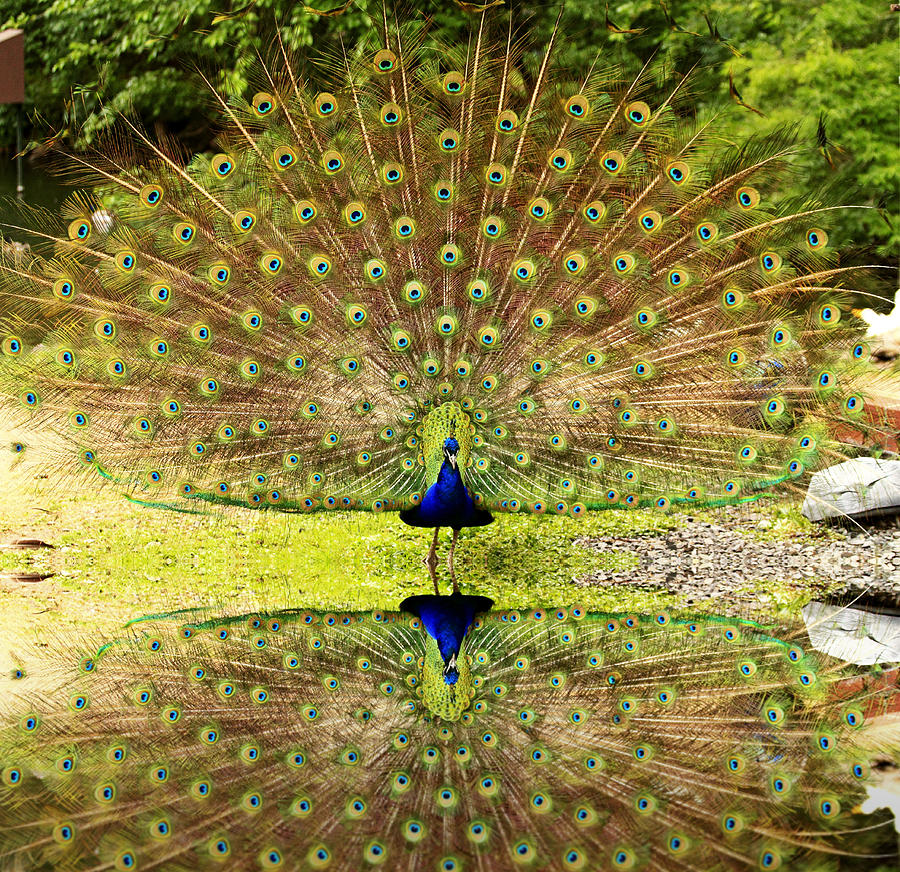 Peacock Reflection Photograph