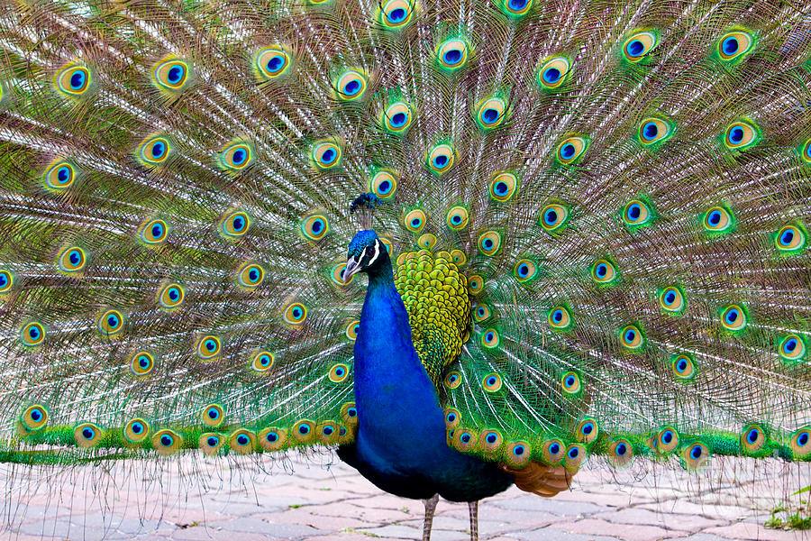 Peacock Photograph by Robert Gaines - Fine Art America