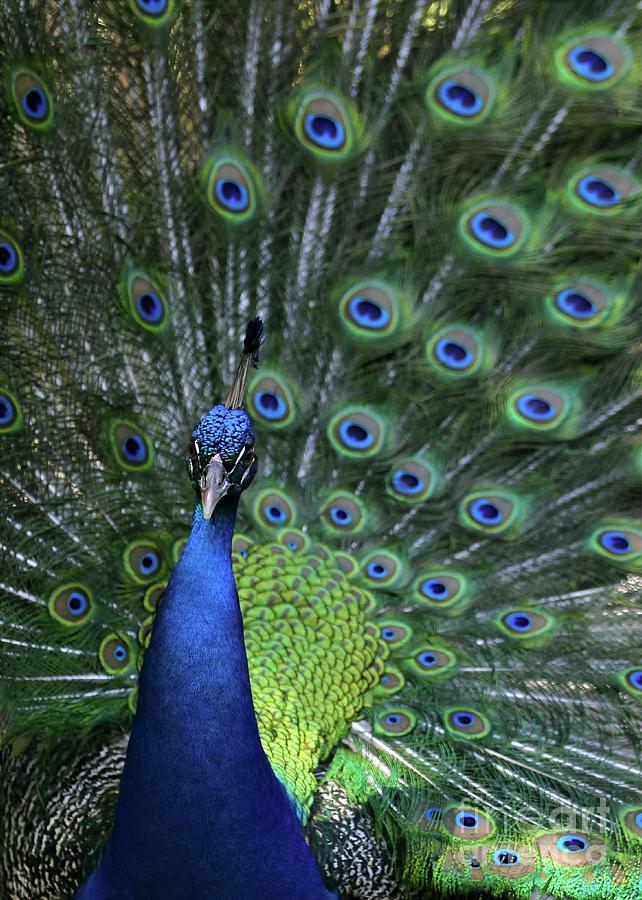 Peacock Photograph by Sabrina L Ryan