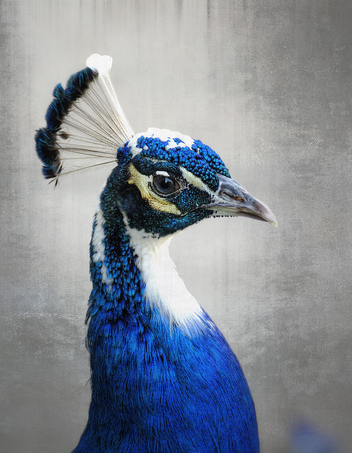 Peacock Photograph - Peacock  by Saija Lehtonen