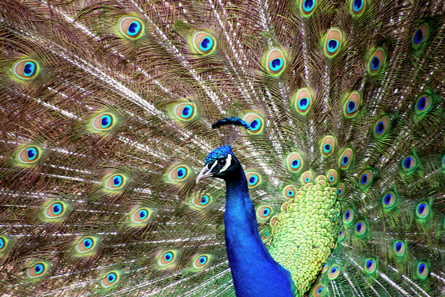 Peacock Photograph - Peacock by Sandi Kroll