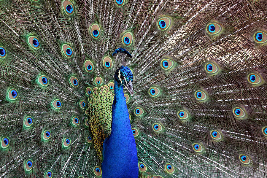 Peacock Photograph by Sean Balke - Fine Art America