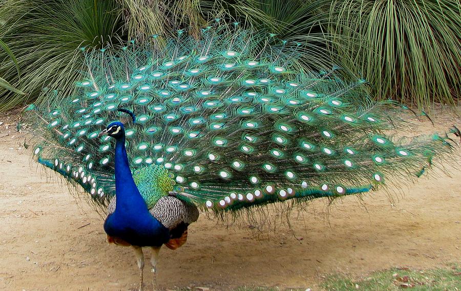 Peacock Photograph - Peacock Showing All Feathers by Patricia Barmatz
