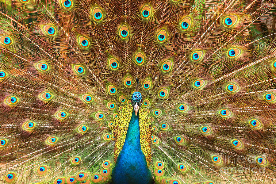 Peacock showing its feathers XL Photograph by Patricia Hofmeester