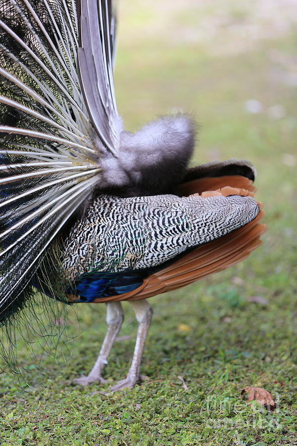 Peacock Side View Photograph by Carol Groenen