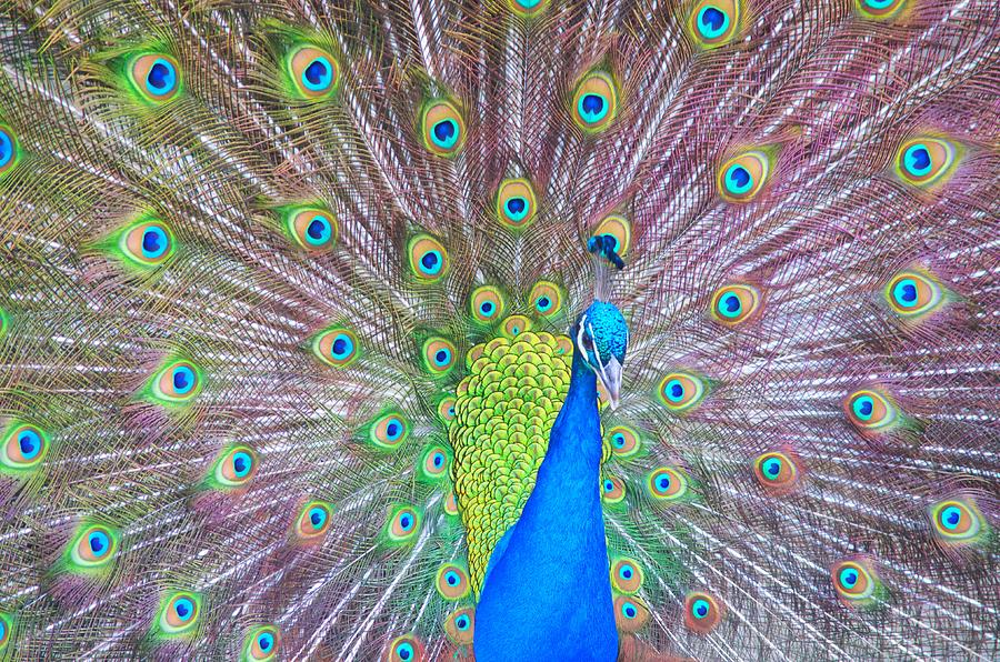 Peacock Photograph by Spencer Hughes